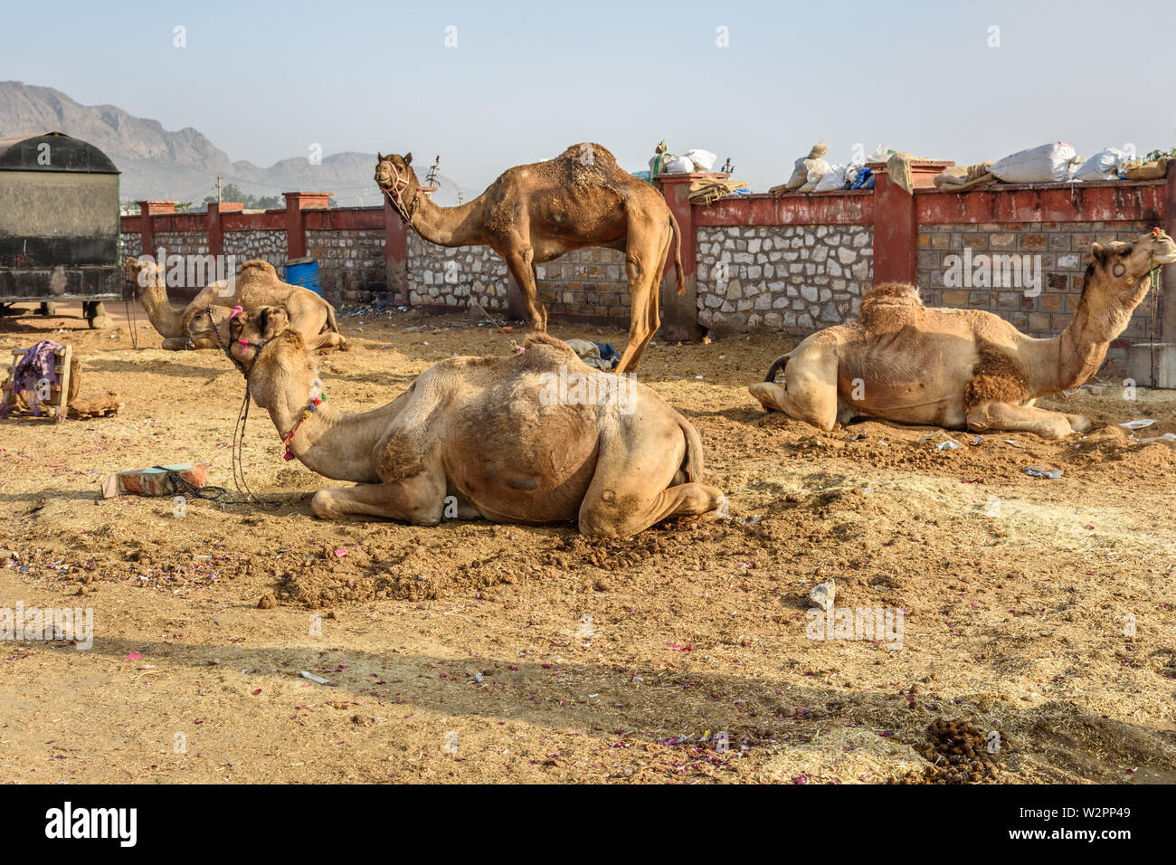 Camels on the street in Ajmer. Rajasthan. India Stock Photo