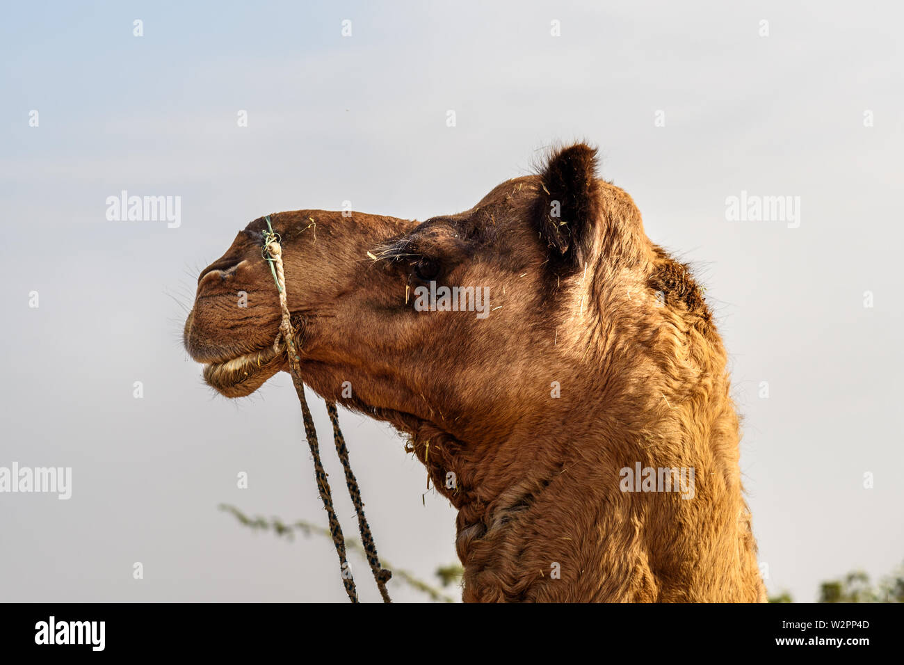 Camel on the street in Ajmer. Rajasthan. India Stock Photo
