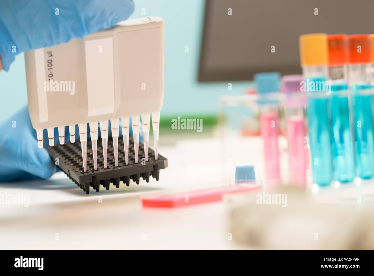 Laboratory of research. PCR plates and multichannel pipettes