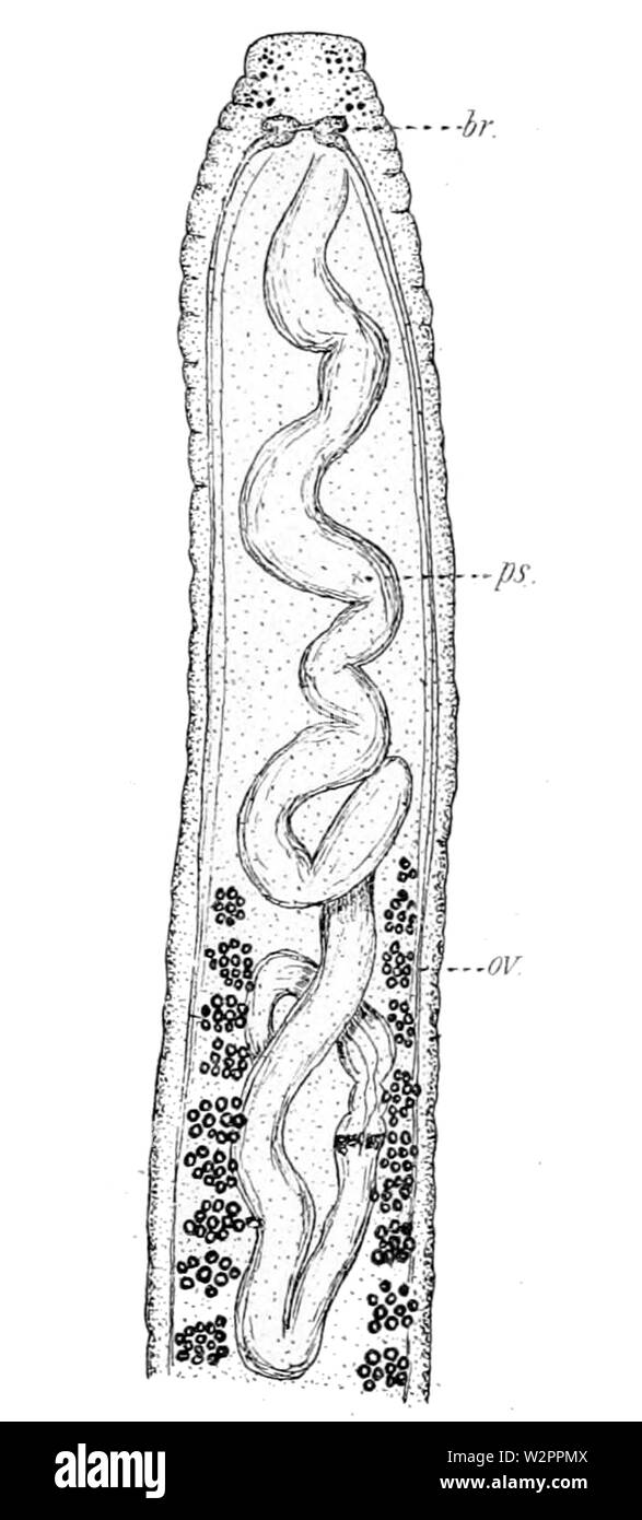 Amphiporus tigrinus, dorsal view of the anterior part (from Coe, 1901) Stock Photo