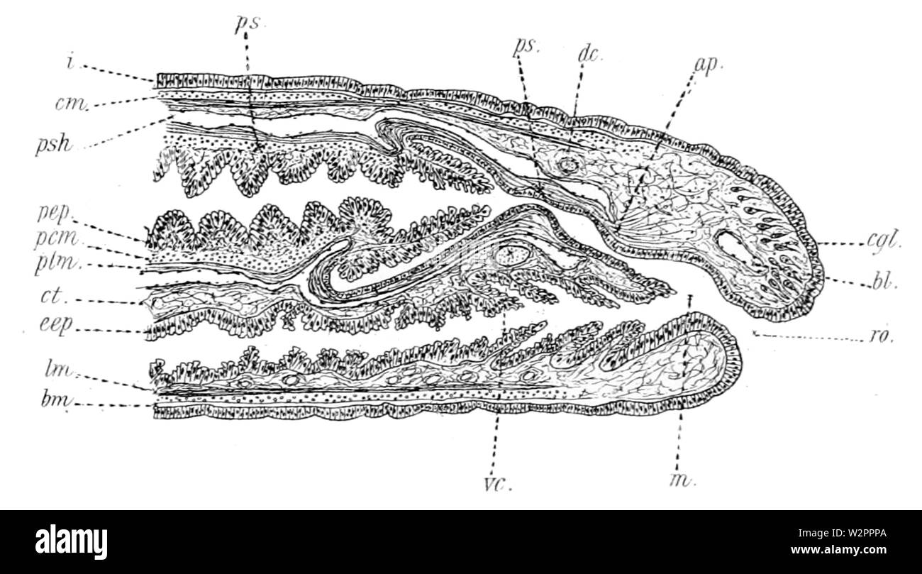 Amphiporus tigrinus, medial sagittal section through the anterior part (from Coe, 1901) Stock Photo