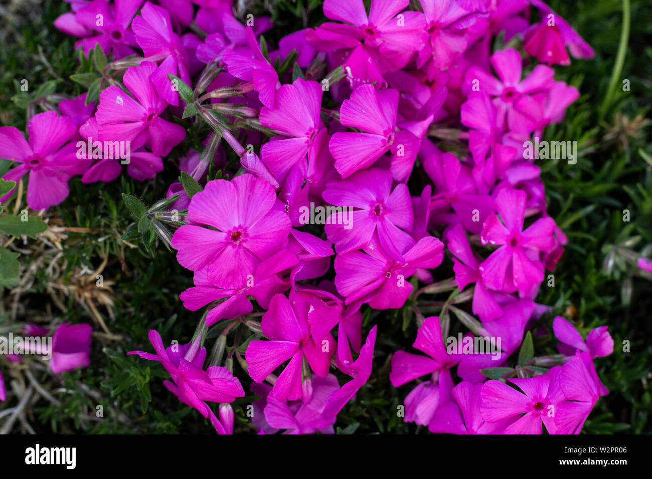 Moss Phlox in the garden. Phlox garden Flowers Background. Close up summer phlox Stock Photo