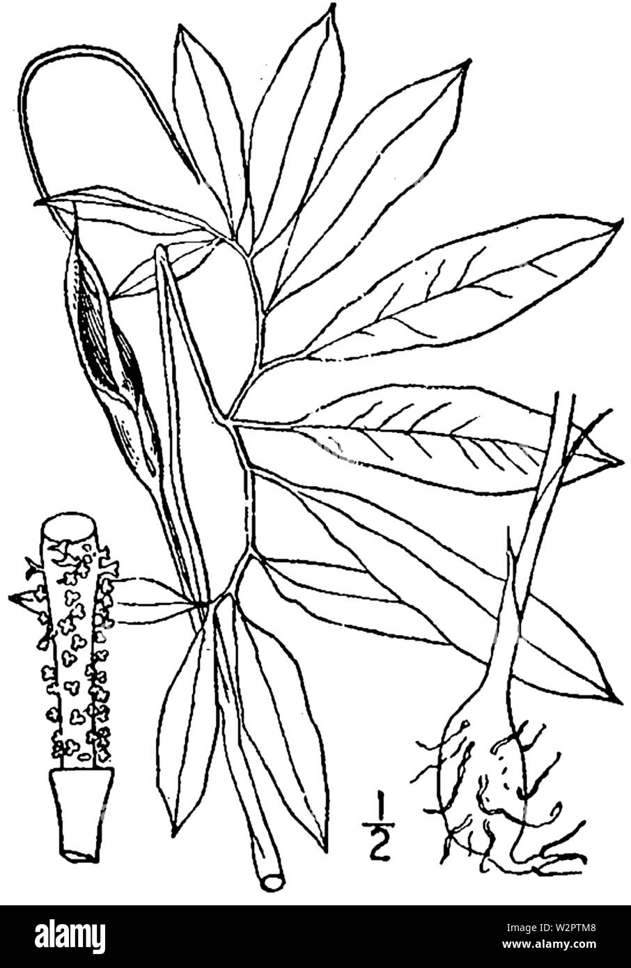 Botanical illustration of Arisaema dracontium from 1913. Stock Photo