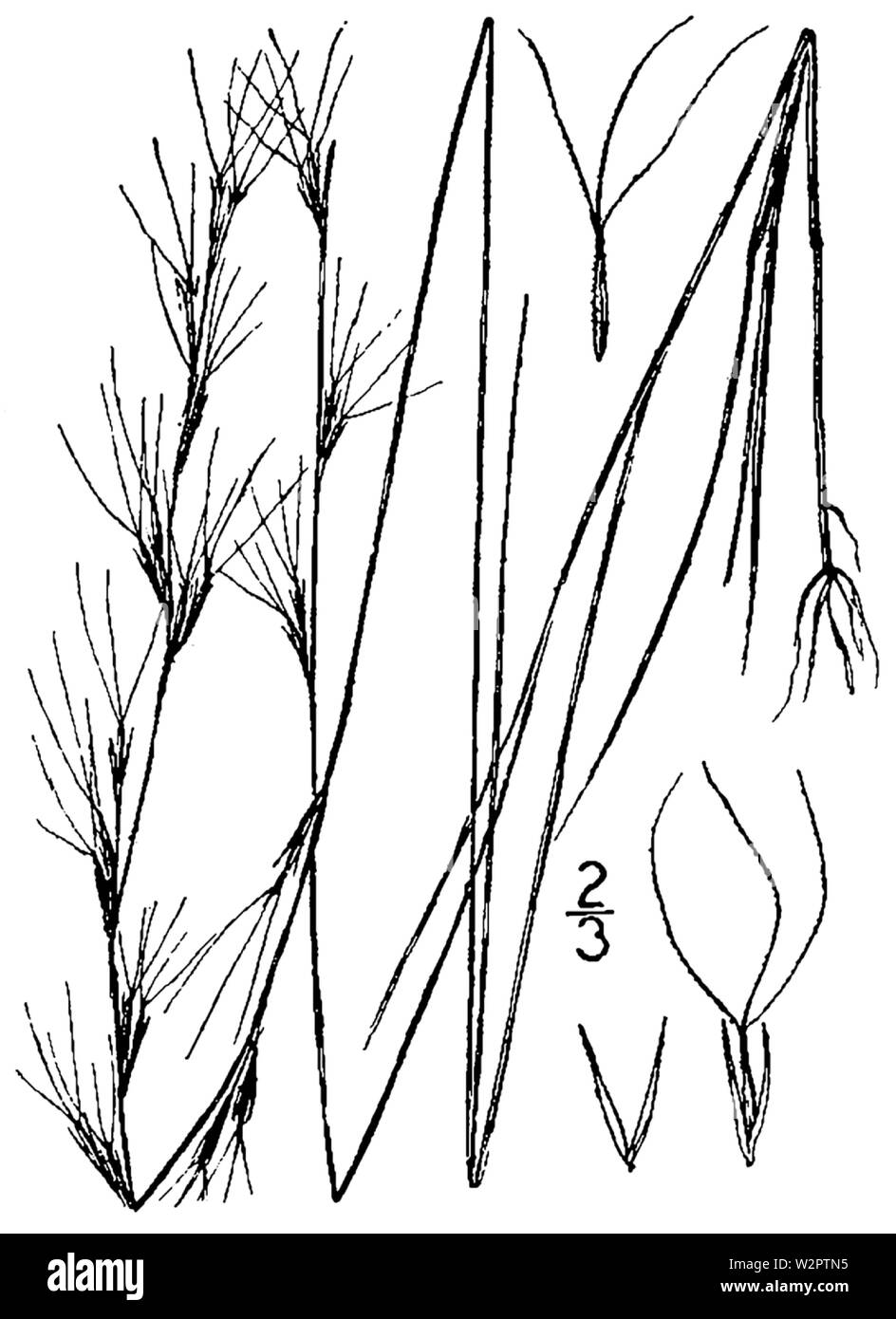 Aristida longespica geniculata BB-1913 Stock Photo