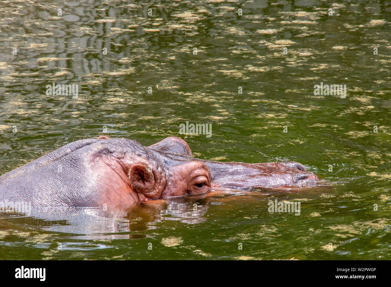 Hippopotamus bring head out of the water lake. Stock Photo