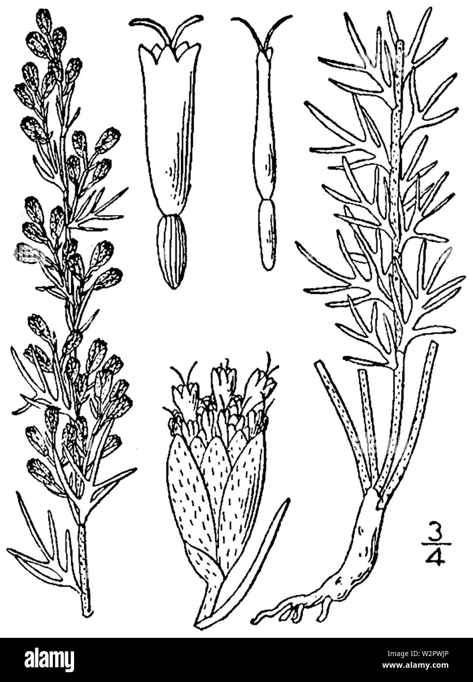 Artemisia carruthii BB-1913 Stock Photo