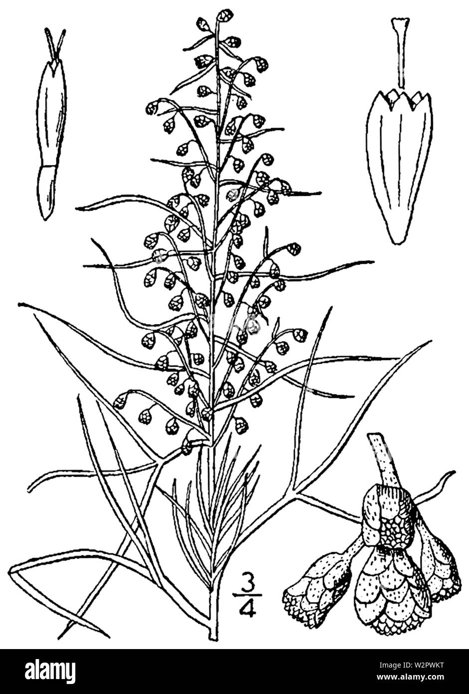 Artemisia filifolia BB-1913 Stock Photo