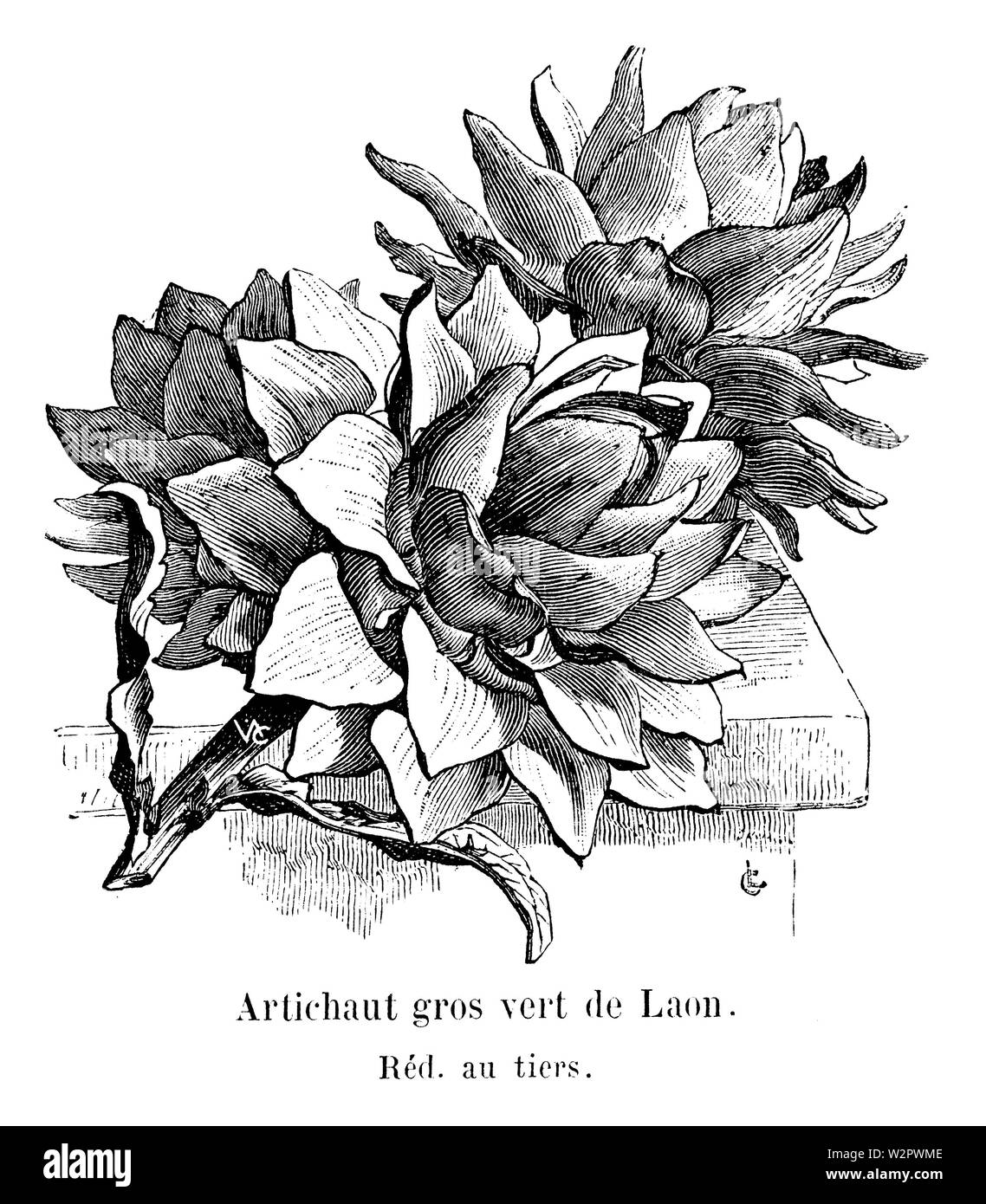 Artichaut gros vert de Laon Vilmorin-Andrieux 1904 Stock Photo
