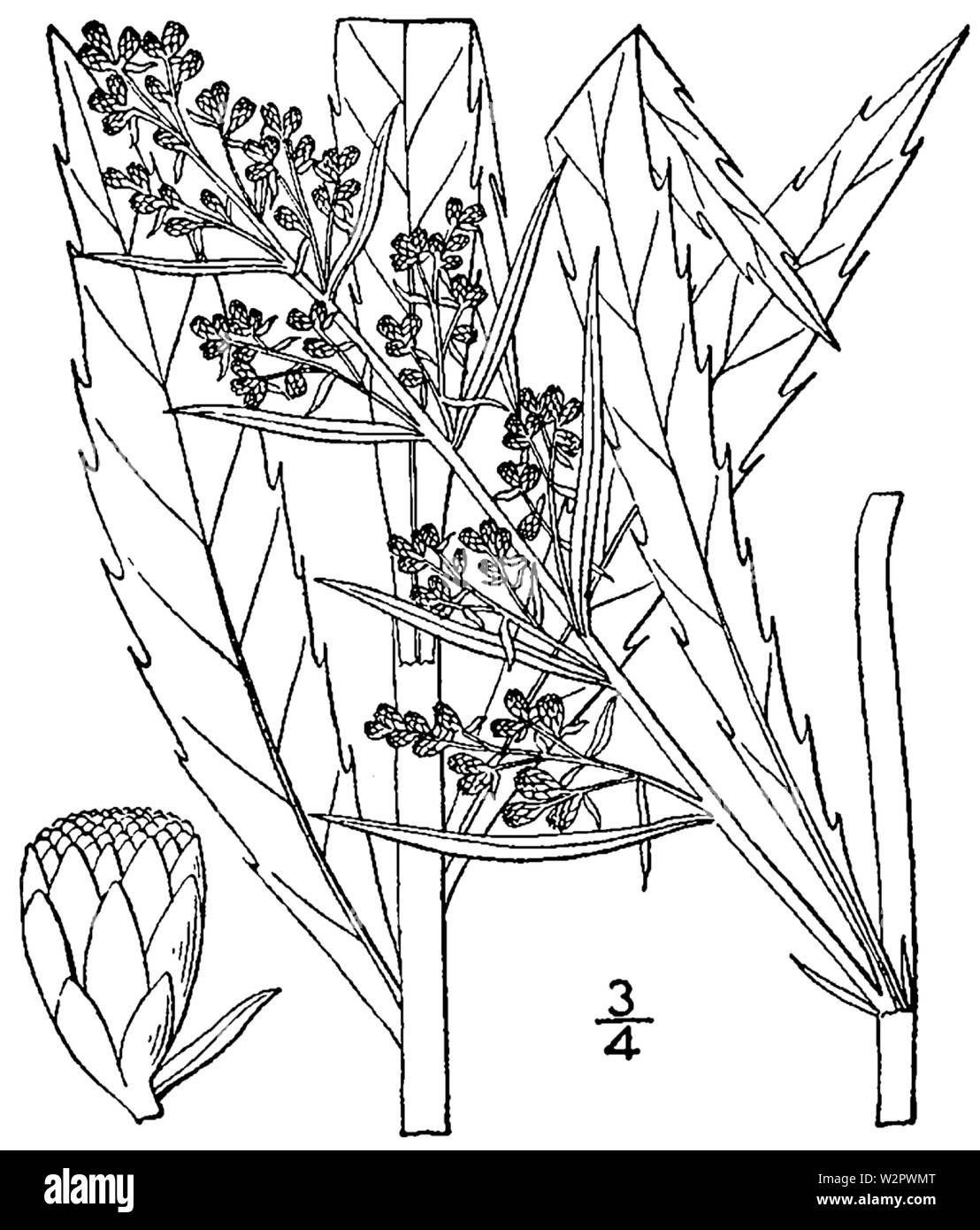 Artemisia serrata BB-1913 Stock Photo