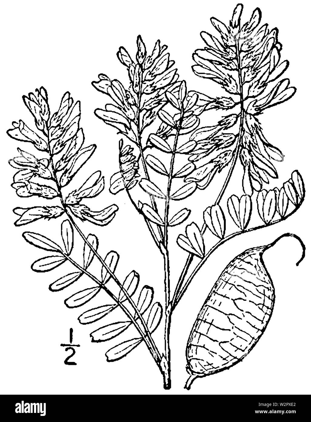 Astragalus Black and White Stock Photos & Images Alamy