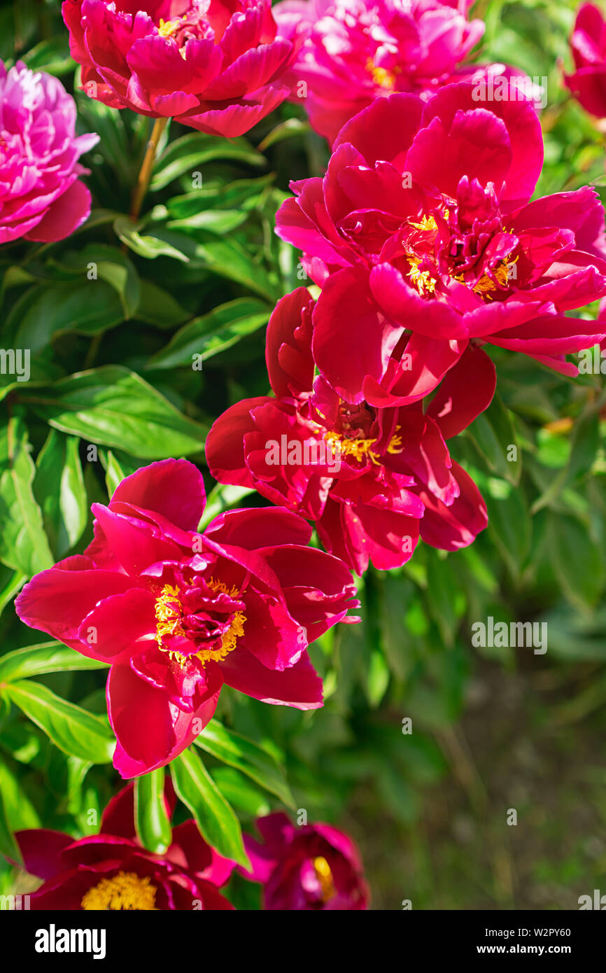 Pink peonies bush in the garden outdoors. Fresh flowers background ...