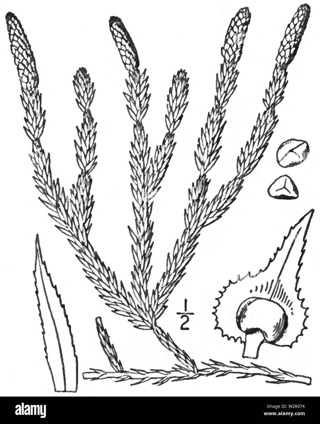 Спороносные побеги плауна. Плаун годичный (Lycopodium annotinum). Плаун Баранец строение. Плаун булавовидный. : Кладофора, плаун булавовидный, орляк обыкновенный.