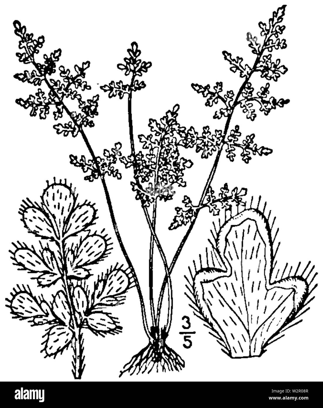 BB0080 Cheilanthes feei Stock Photo Alamy