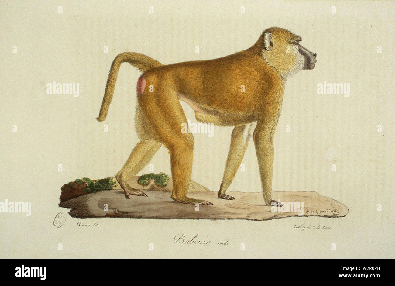 Babouin Male Stock Photo Alamy