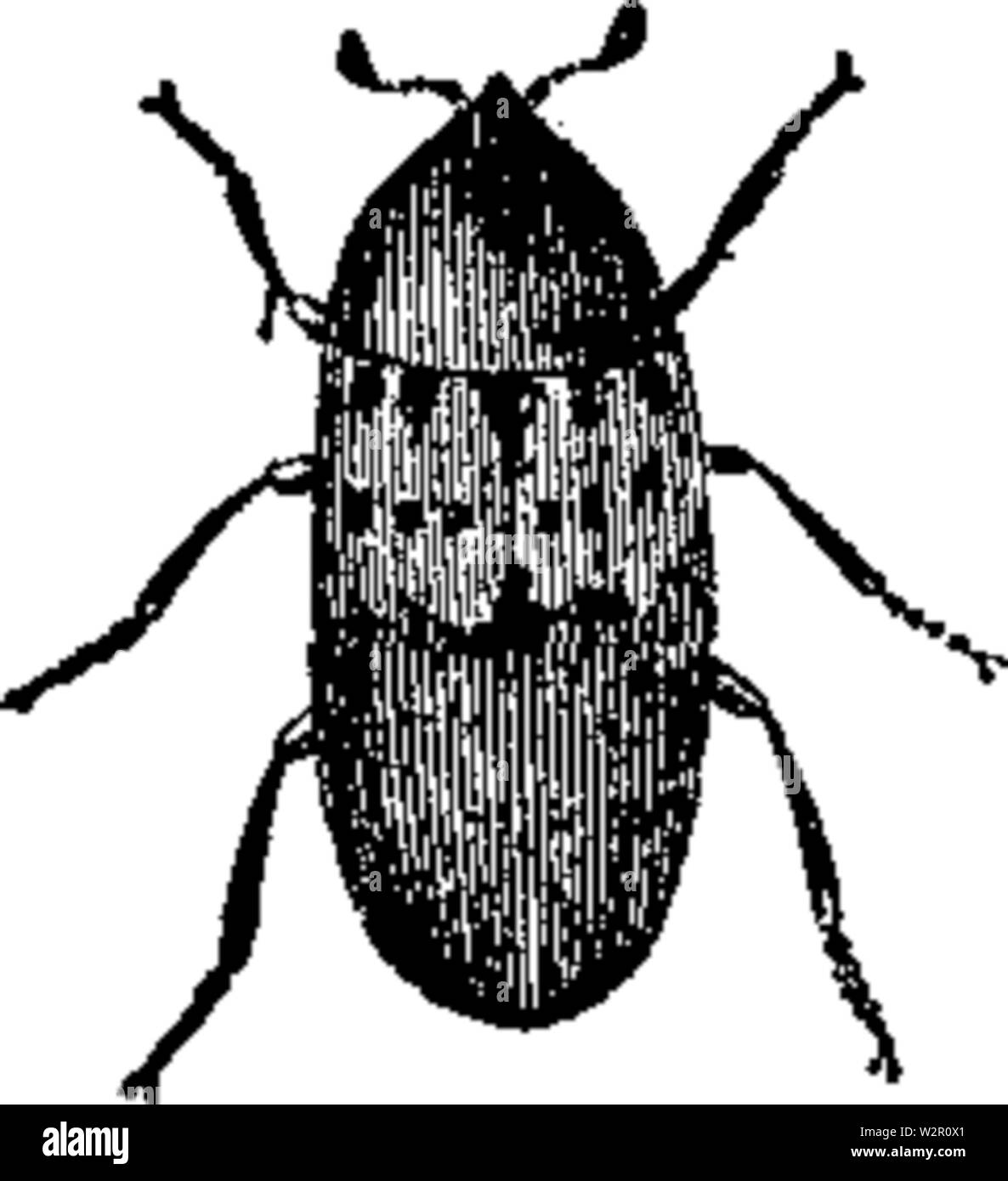 Bacon Beetle Stock Photo