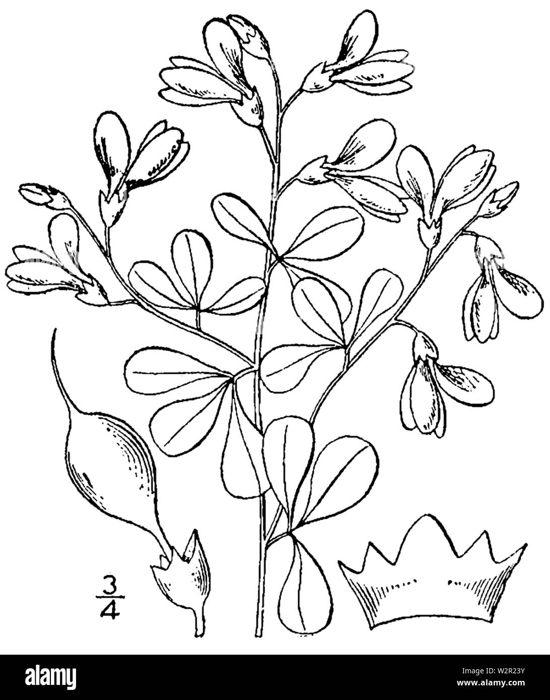 Baptisia tinctoria BB-1913-2 Stock Photo