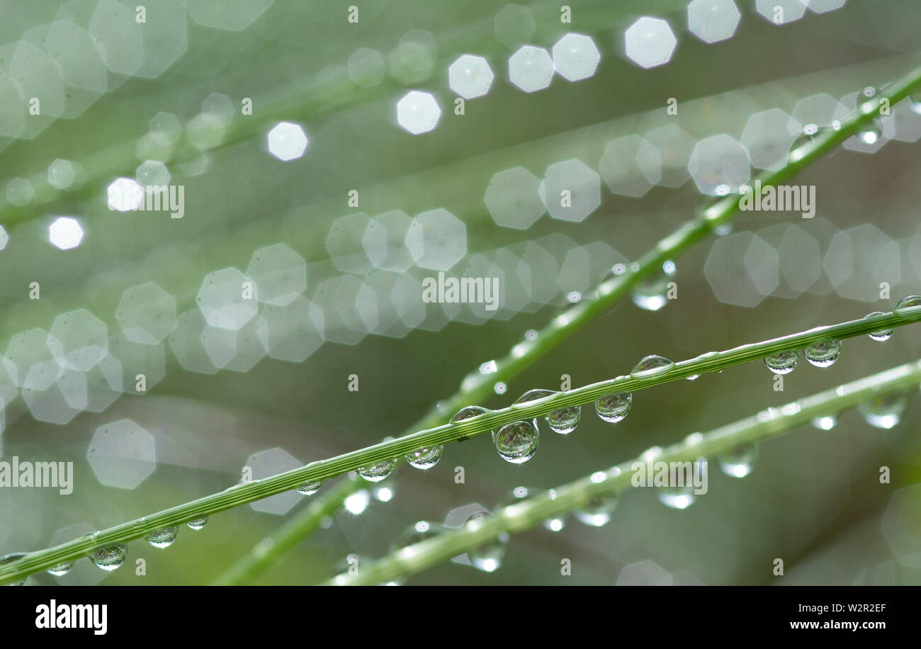 Raindrops grass blade of grass hi-res stock photography and images - Alamy