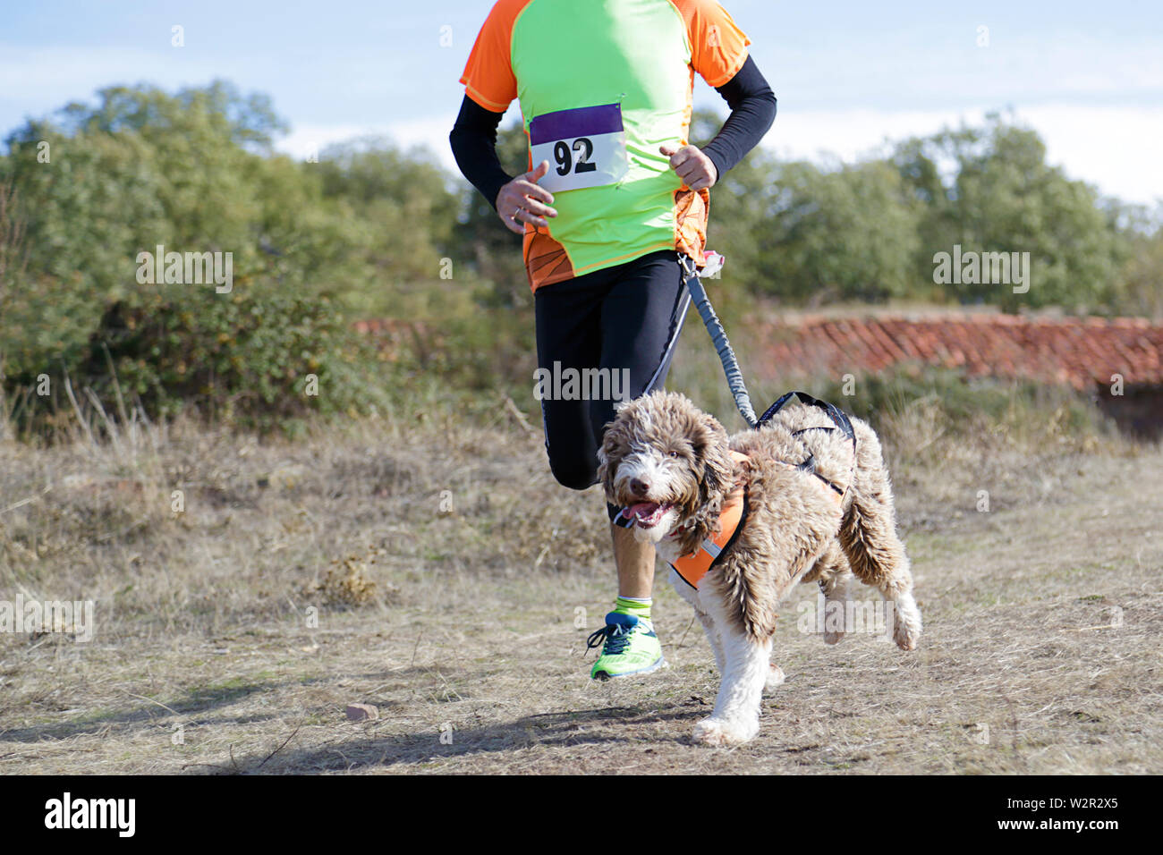 Dog and man taking part in a popular canicross race Stock Photo - Alamy