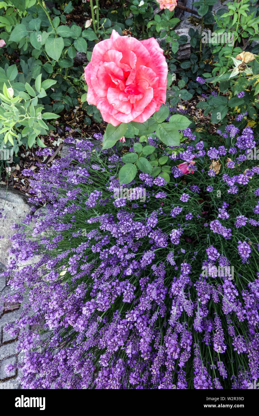 Rose lavender garden border june flowers Stock Photo