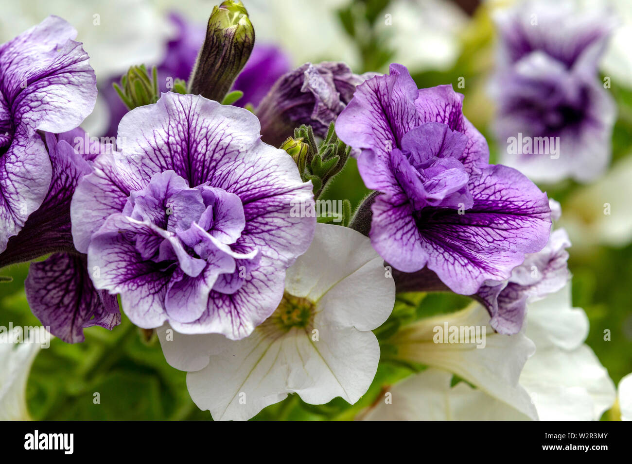Tumberlina Priscilla and Surfinia Petunia white in a hanging basket flowering during summer