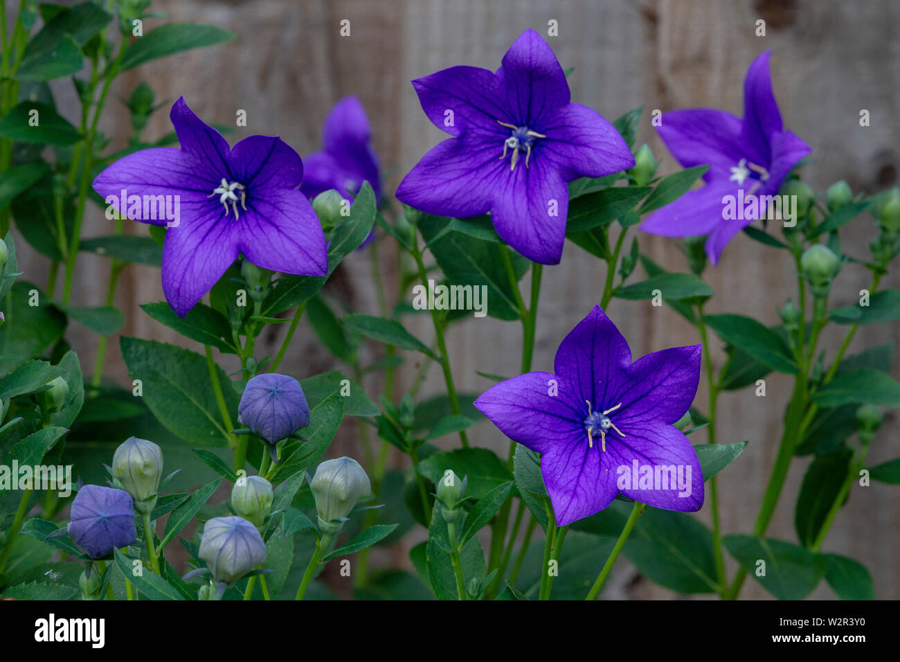 Phlox 'Nicky' Phlox paniculata growing in a back garden border in Northampton, UK. Stock Photo