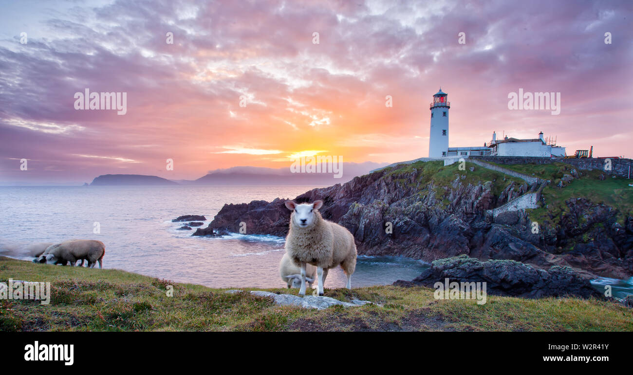Fanad Head, co. Donegal / Ireland  : Sheep on Fanad Head peninsula with Fanad lighthouse at the background along Wild Atlantic Way Stock Photo