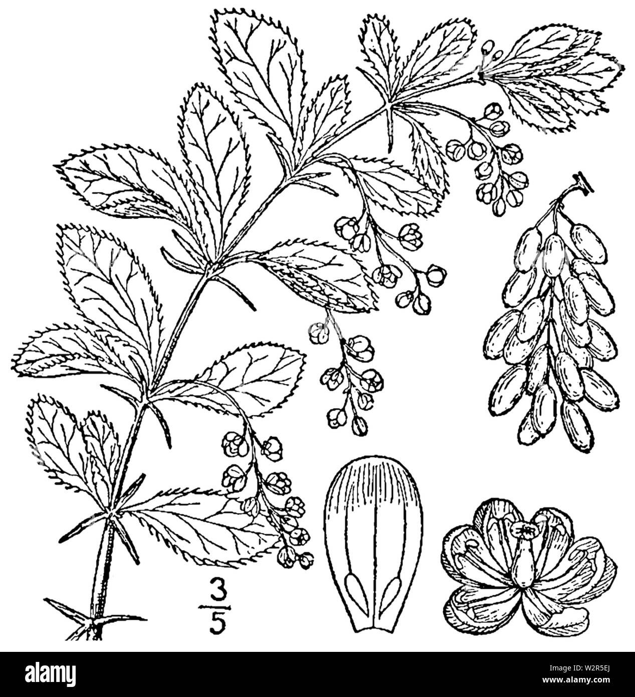 Berberis X Stenophylla Useful Temperate Plants