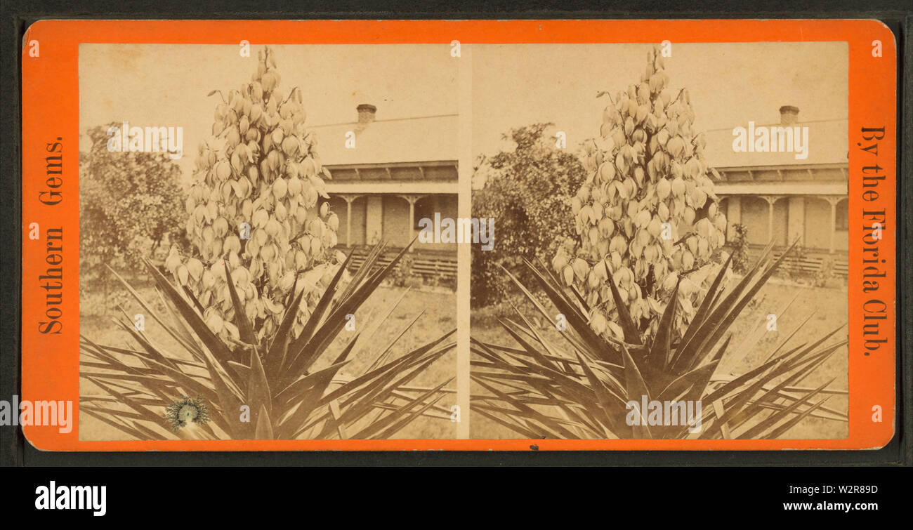 Blossom from the Spanish from Robert N Dennis collection of