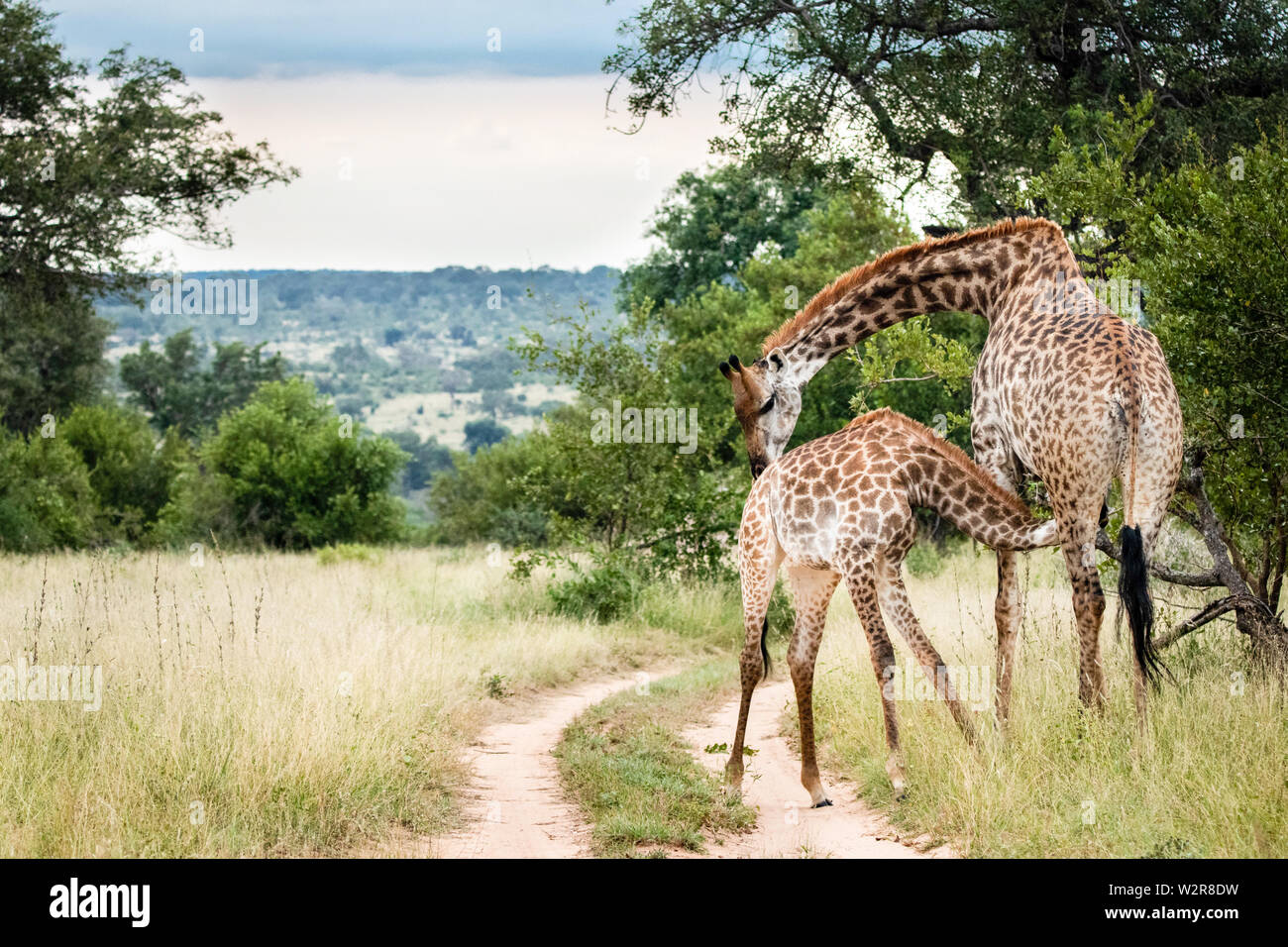 A mother southern African giraffe, Giraffa camelopardalis giraffa, nurses its calf, bending its neck as the calf suckles. Stock Photo