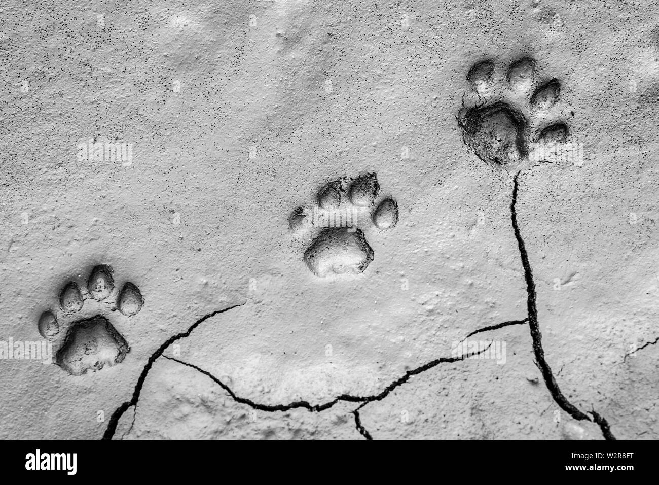 Three footprints of lion, Panthera leo, paw tracks in soft mud Stock