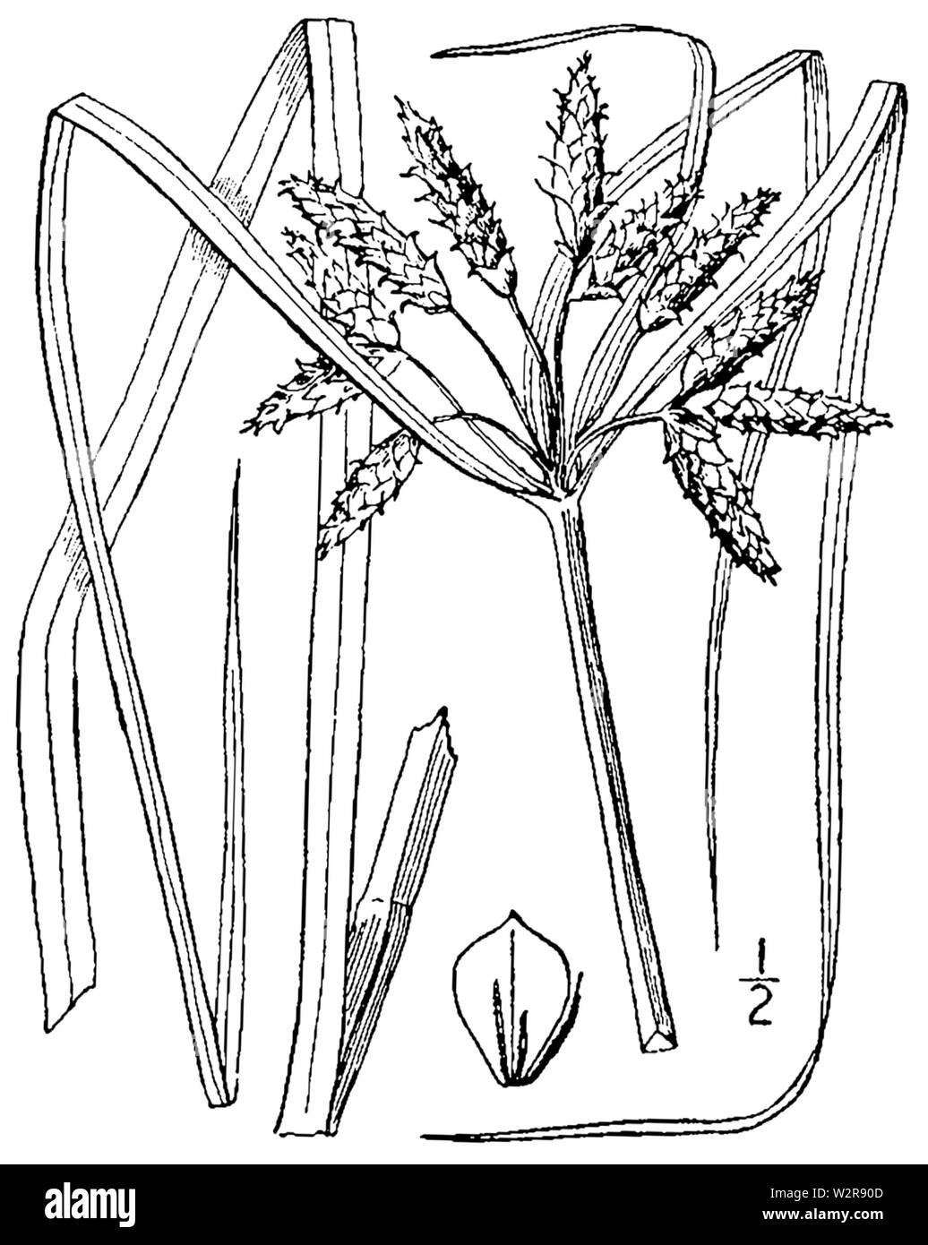 Bolboschoenus novae-angliae BB-1913 Stock Photo