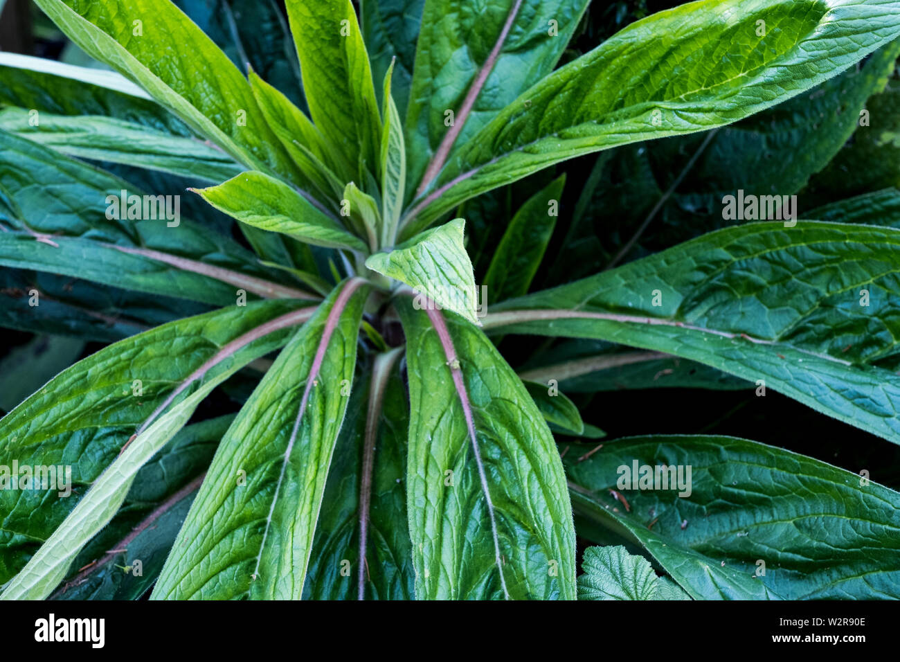 High angle close up of plant with green, sword-shaped leaves. Stock Photo