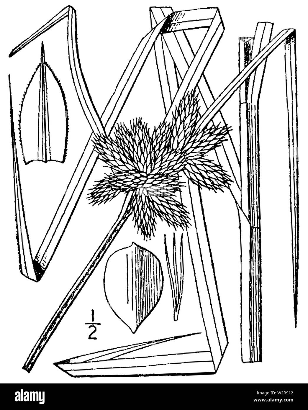 Bolboschoenus robustus (as Schoenoplectus robustus) BB-1913 Stock Photo
