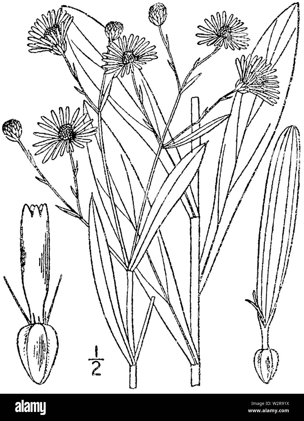 Boltonia asteroides drawing-1 Stock Photo