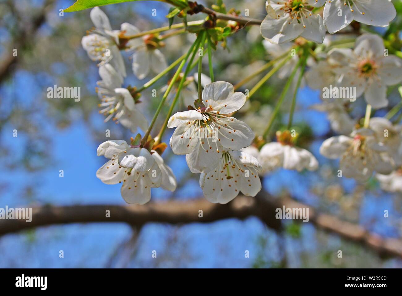 Cherry blossom tree Stock Photo Alamy