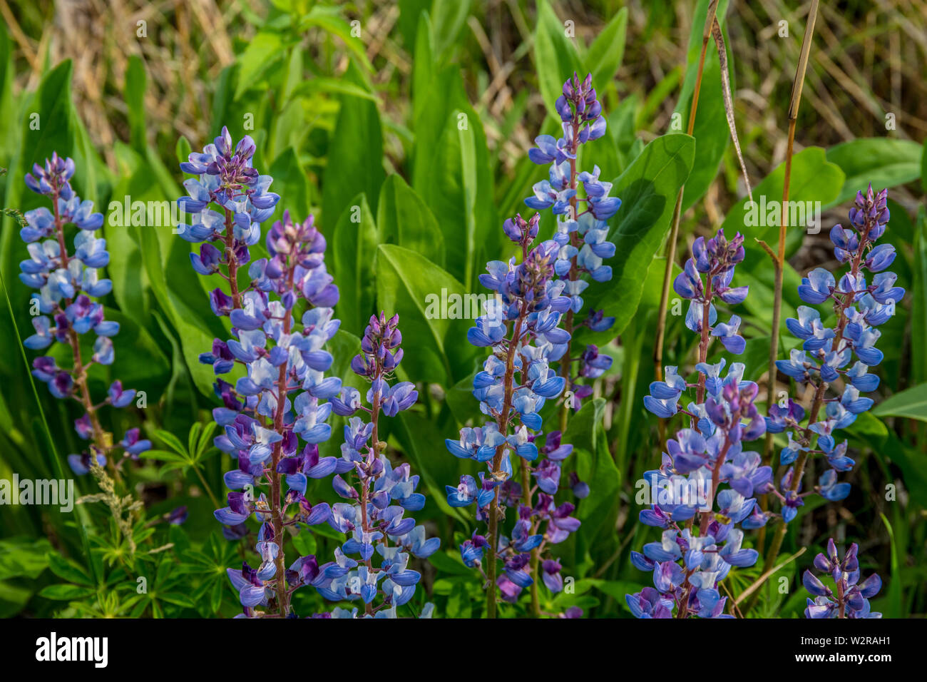 Purple lupines up close in a field on a sunny day in springtime with other plants growing around them in the background Stock Photo