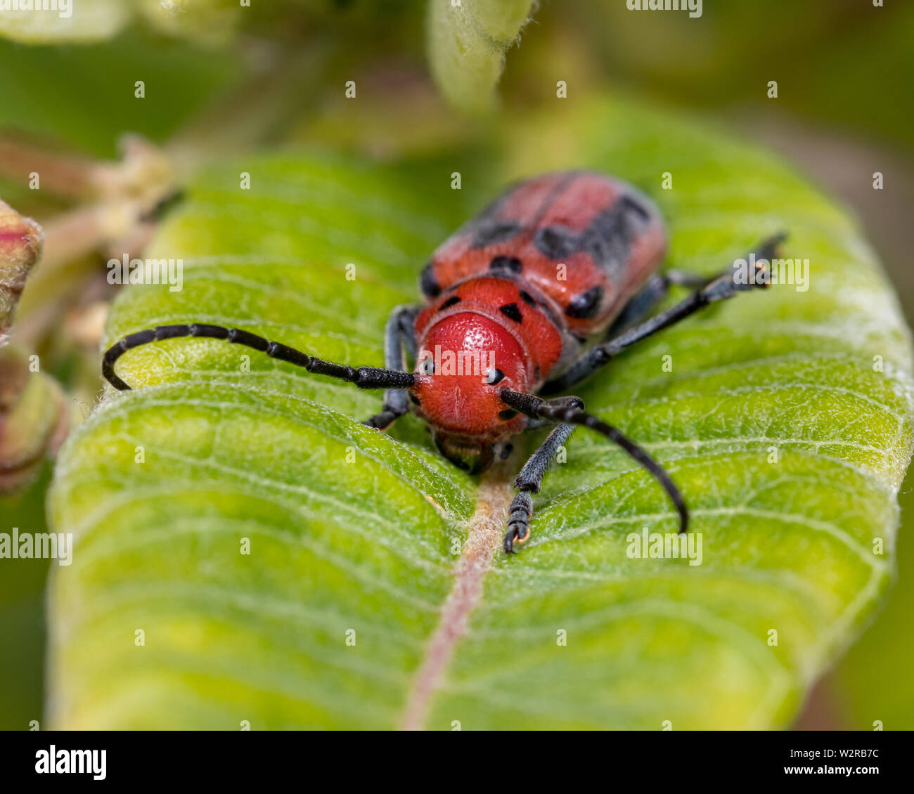 Four eyed beetle hi-res stock photography and images - Alamy