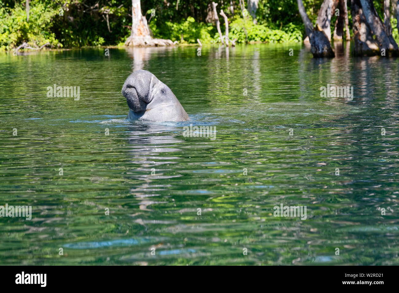 West Indian manatee; head above water, breathing, bristly snout, large aquatic animal; marine mammal; widlife; nature, Trichechus manatus, Silver Spri Stock Photo