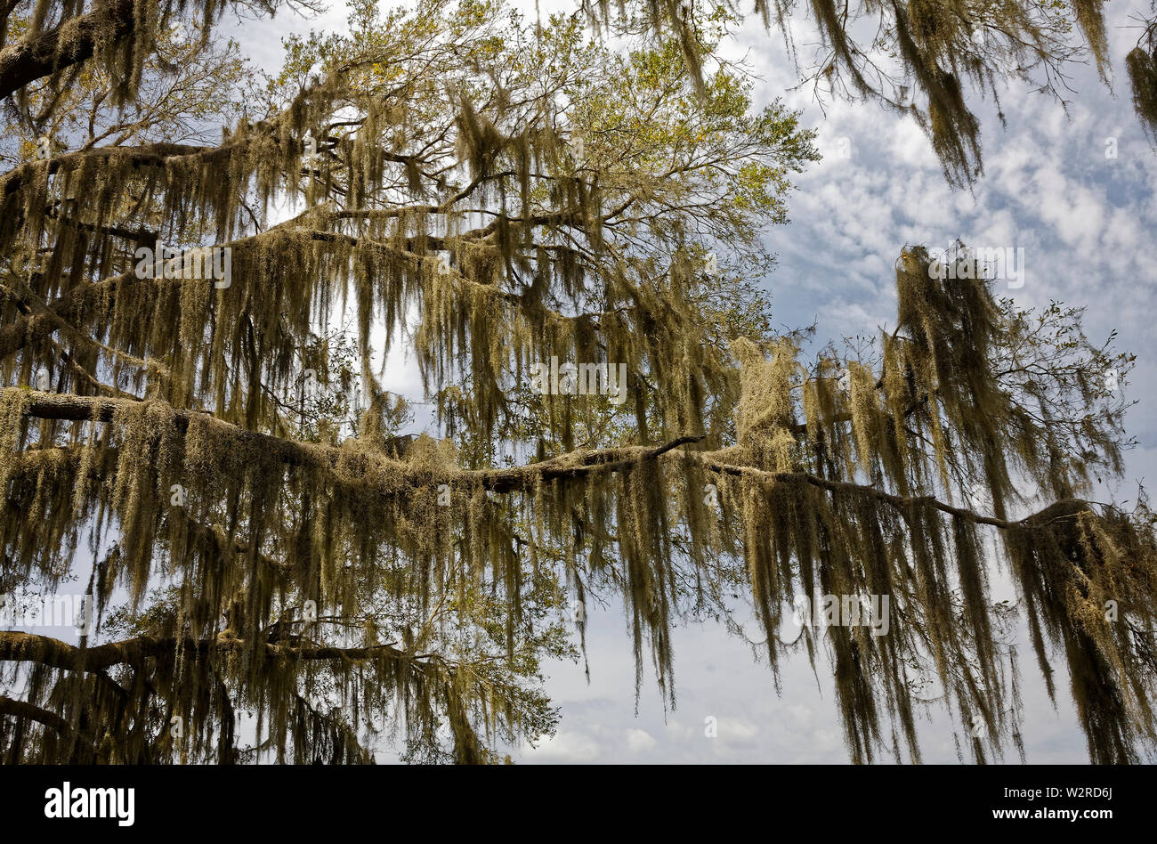 Spanish moss hanging on tree, feathery, nature, epiphyte, tropical, bromeliad family,Tillandsia usneoides, Paynes Prairie State Park, Micanopy, FL, Fl Stock Photo