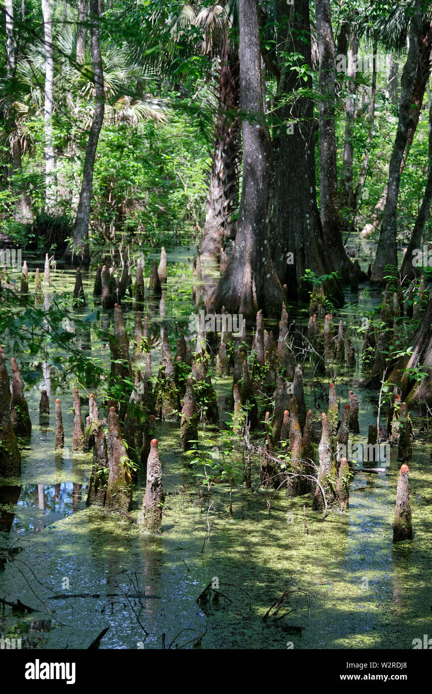 pond scene, Cypress tree knees growing, water, trees, scum, nature