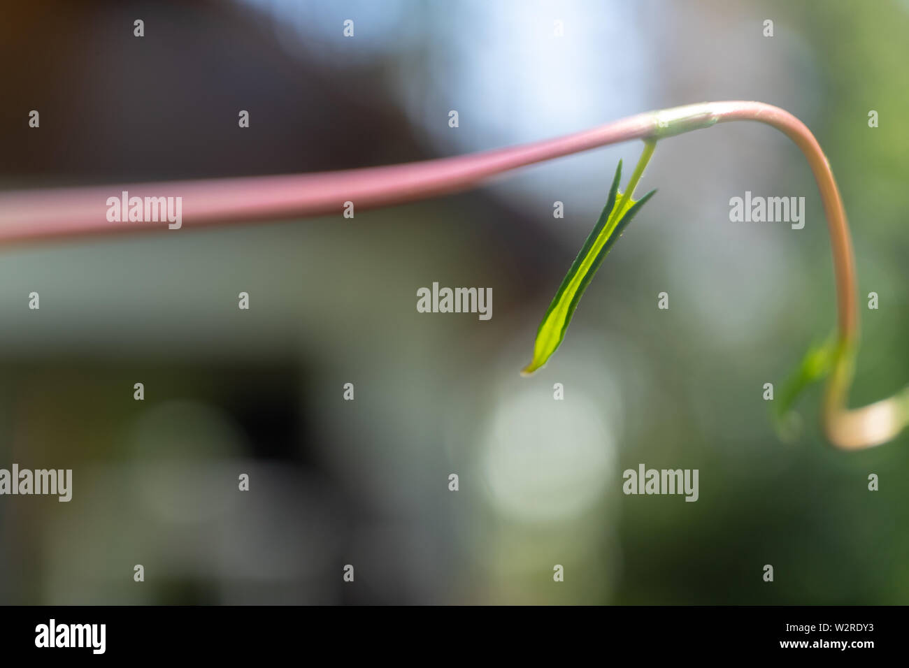 Abstract image of a rolled leaf of a knotweed, scientific name Polygonoideae, with deliberately shallow depth of field on a thin twig, plant Stock Photo