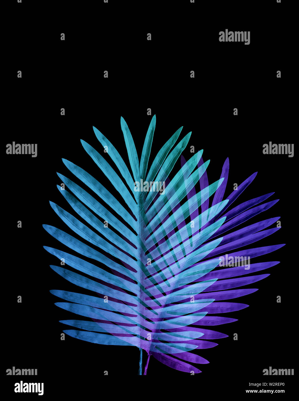 Collection of tropical leaves,foliage plant in exotic color with black ...