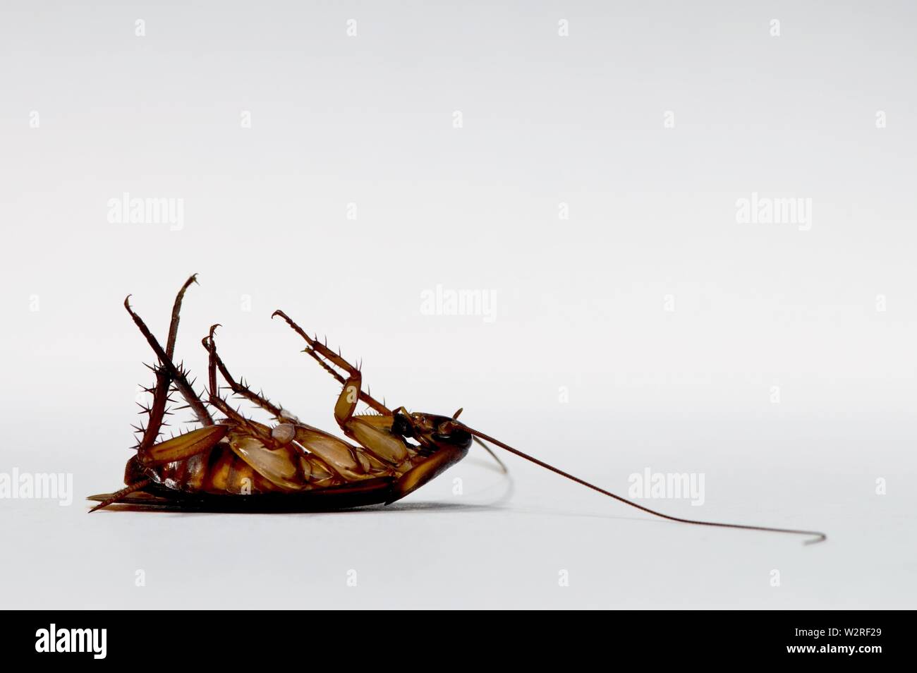 American Cockroach dead on its back after being poisoned by roach bait. Isolated near the bottom left with a plain white background and room for text. Stock Photo
