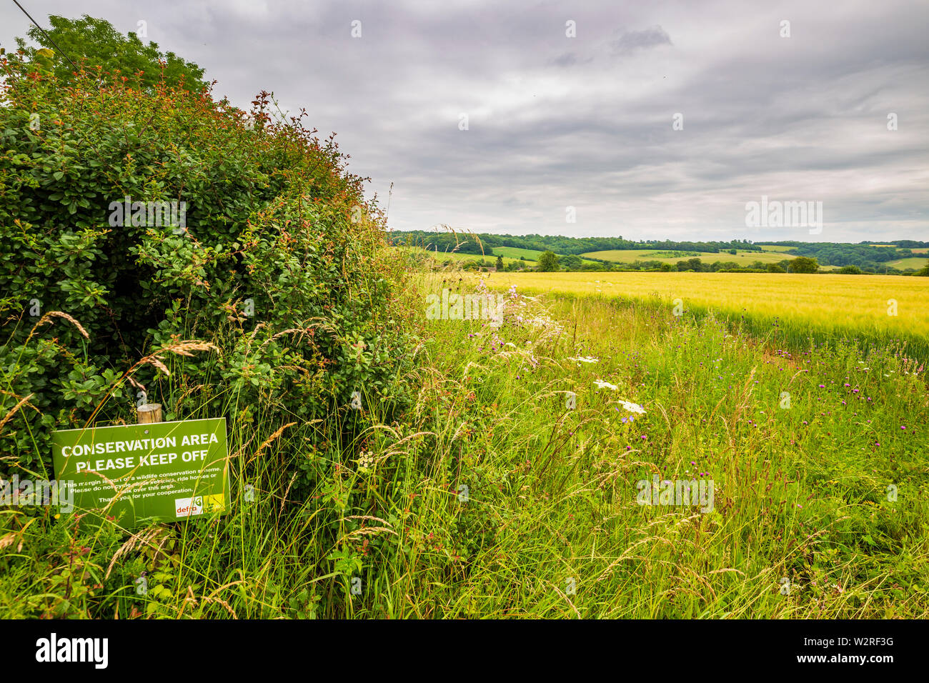 A Conservation Margin next to a field of Golden Barley in the Cotswolds Stock Photo