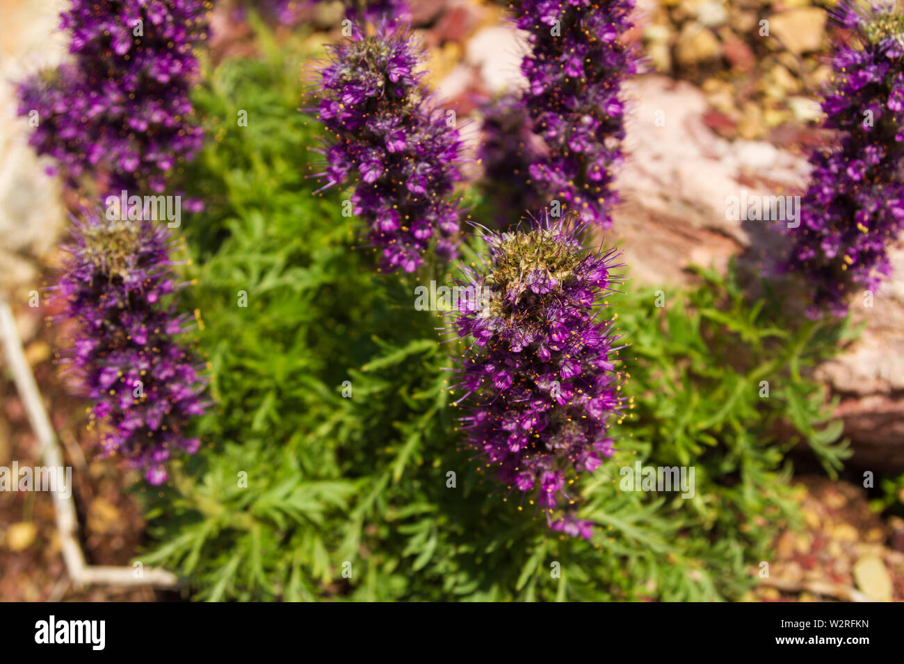 Tight image of Silky scorpionweed (Phacelia sericea) wildflowers in