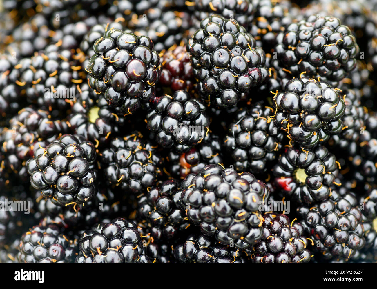 Elkton, OREGON, USA. 10th July, 2019. A glass container of wild