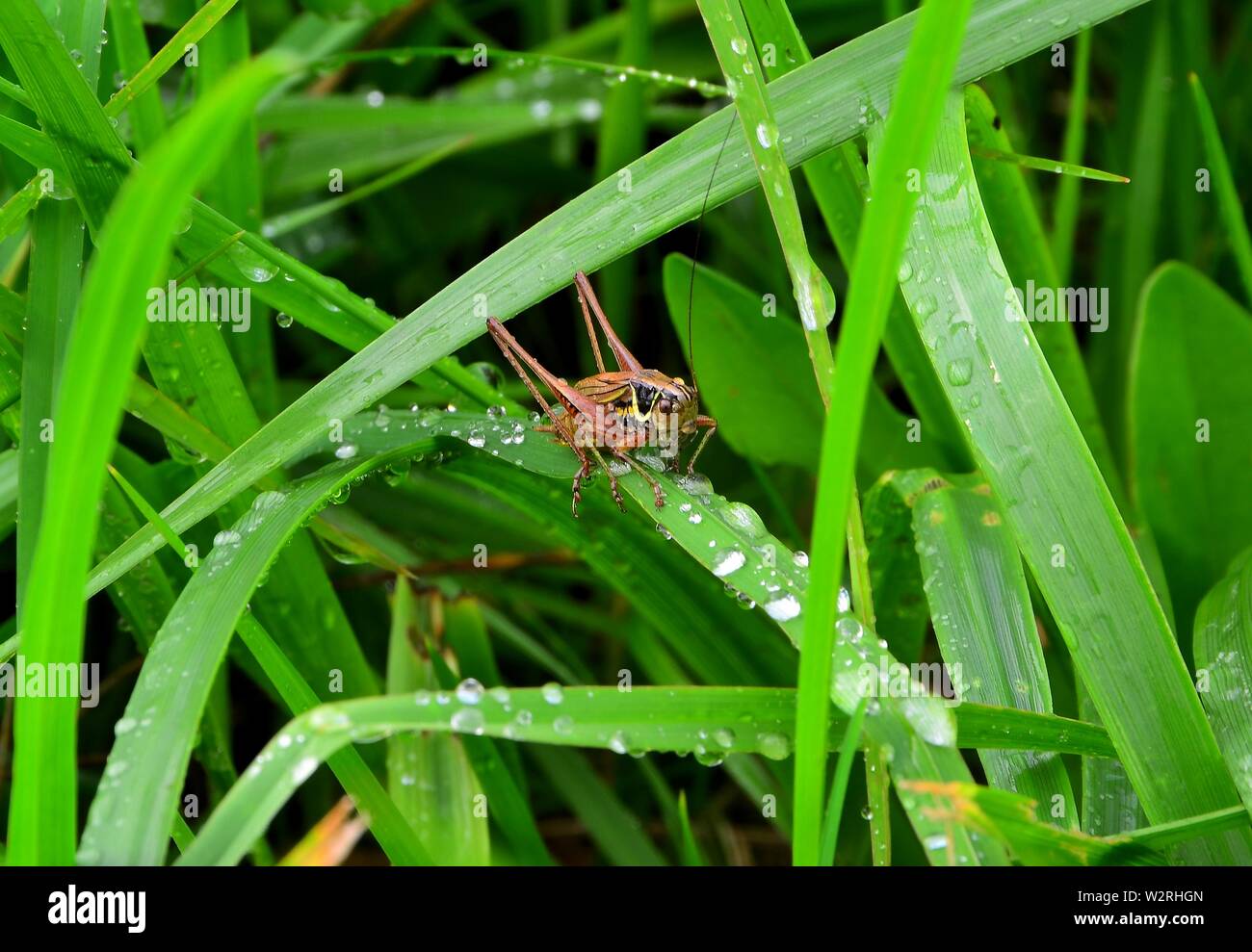 Grasshopper on a meadow after the rain Stock Photo