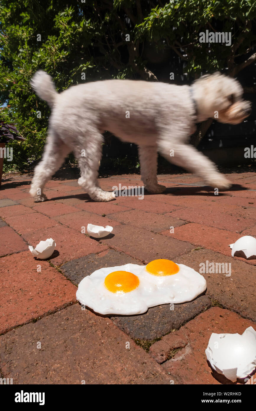 The expression 'it's hot enough to fry eggs on a sidewalk' is used during a heatwave, USAdog Stock Photo