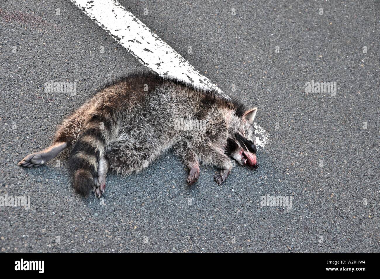 dead raccoon clipart image