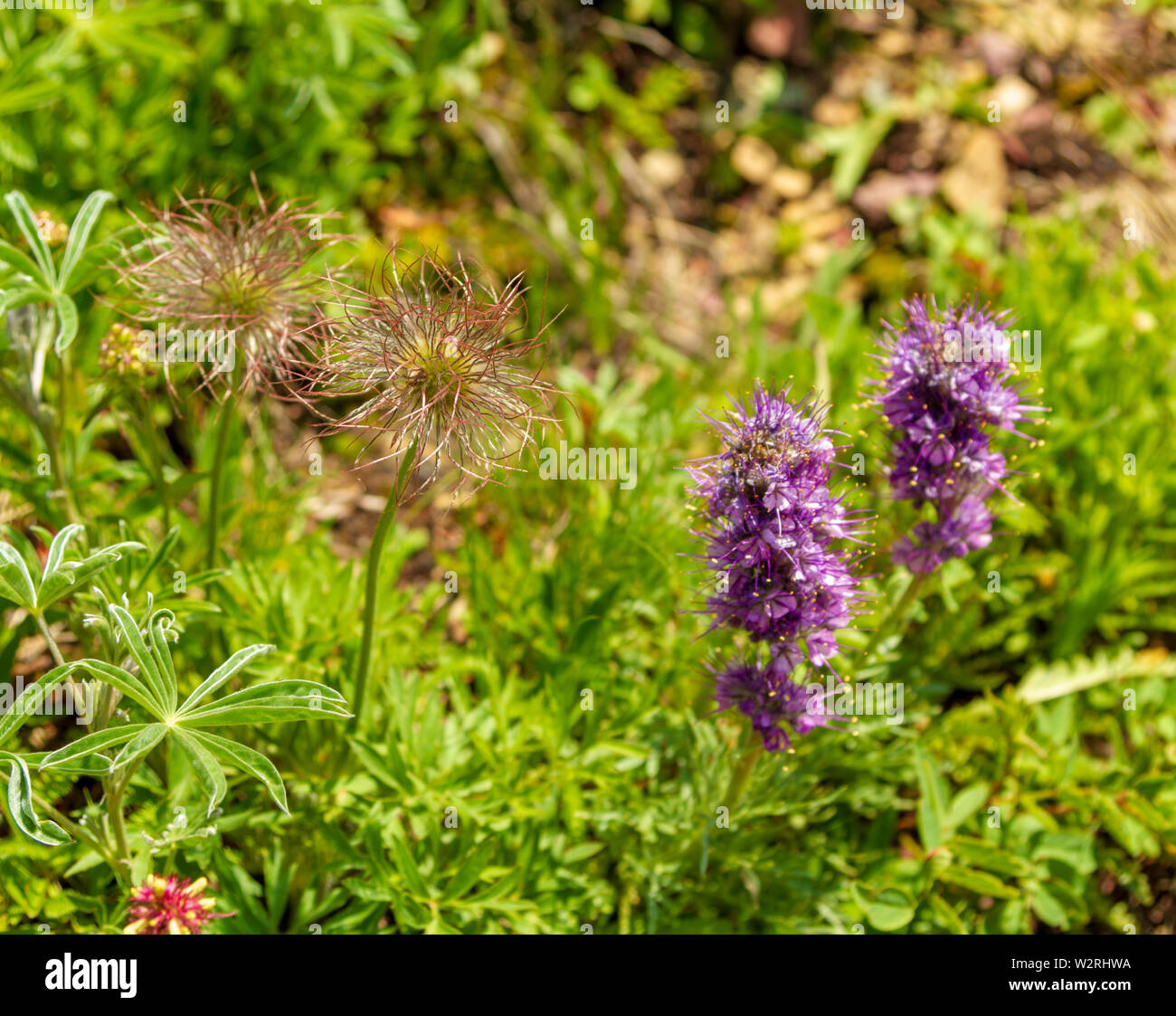 Silky scorpion-weed (Phacelia sericea) and prairie smoke (Geum triflorum) wildflowers in the mountains of Glacier National Park, Montana, Rockies, USA Stock Photo